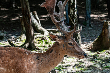 Poor deer © advert2do