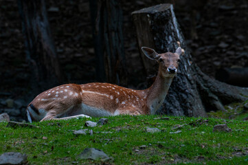 Roe resting in a forest © advert2do