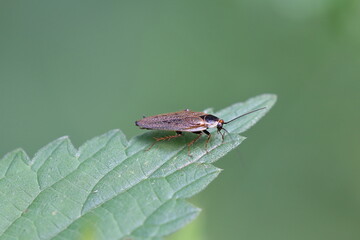 gemeine Waldschabe - Ectobius lapponicus