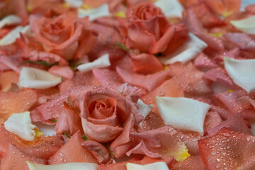 Close-up, fresh roses lying on petals in dew drops. Flowers background.