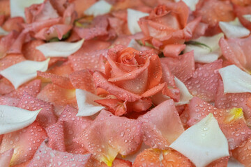 Close-up, fresh roses lying on petals in dew drops. Flowers background.