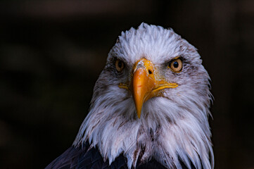 American eagle - obrazy, fototapety, plakaty