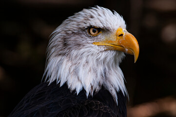 American eagle profile © advert2do