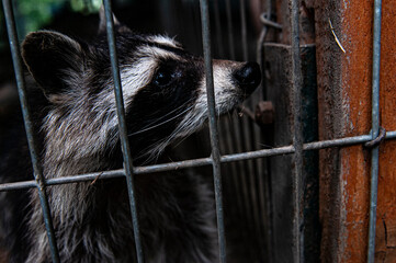 Raccoon in a cage © advert2do