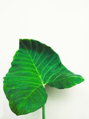 green taro leaf isolated on white background