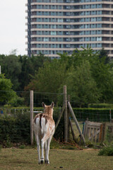 Male fallow deer (Dama dama) walking away, with Asserpark student housing building in the background, Wageningen
