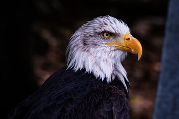 American eagle ver2 © advert2do