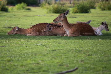 Fallow deers (Dama dama) resting in the shade of a tree on a warm summer day