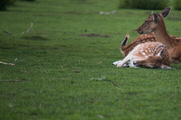 Female fallow deer (Dama dama) napping in the shade on a warm summer day