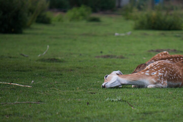 Female fallow deer (Dama dama) napping in the shade on a warm summer day