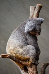 Koalas en el Zoo de Zurich