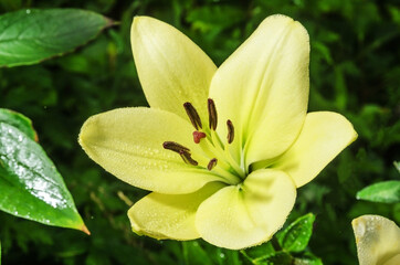 Fototapeta na wymiar A gorgeous yellow wild Lily flower with dewdrops. Summer flower meadow.