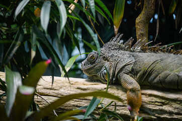 Obraz premium Iguana en el Zoo de Zurich
