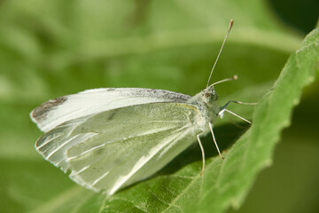 White butterfly (Pieridae) on green plant leaf, macro. Germany.

