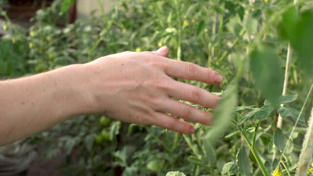 Farmer is carefully running his hand over the green leaves of tomato plants in the greenhouse. Concept of growing healthy and environmentally friendly vegetables