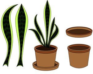 観葉植物サンセベリア