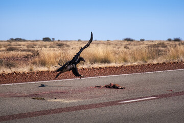 Wedgetailed eagle flying about to eat a prey on the road. The dead animal is a kangaroo. The eagle is the largest bird of prey in Australia. Northern Territory NT, Australia
