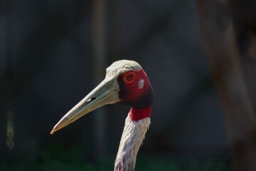 A large bird with red plumage and a long beak. Animals are endangered.