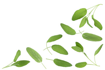 Sage herb leaves isolated on white background with clipping path . Top view with copy space for your text. Flat lay