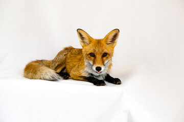 Red ginger fox sits on a white background 