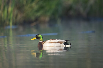Mallard swimming on the lake. Duck alone on the surface. European wild nature. Calm near the lake.