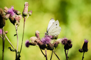 The large cabbage white