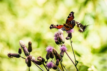The peacock butterfly