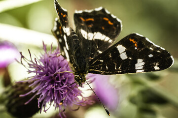 The Araschnia levana