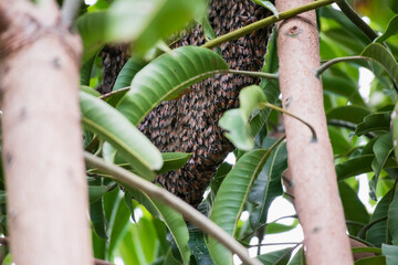large wild honey bee comb on tree branch