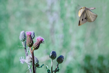 The large cabbage white during the flight.