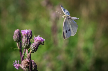 The large cabbage white during the flight.