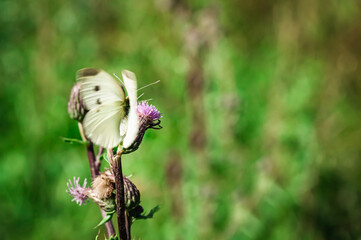 The large cabbage white during the flight.
