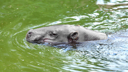 Pygmy hippopotamus (Choeropsis liberiensis) resting in water