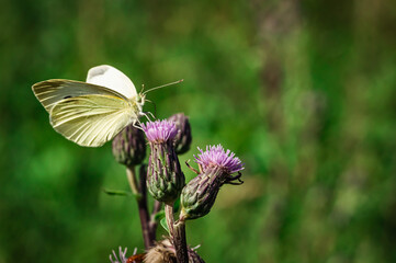 The large cabbage white
