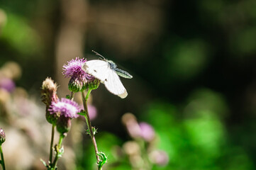 The large cabbage white during the flight.