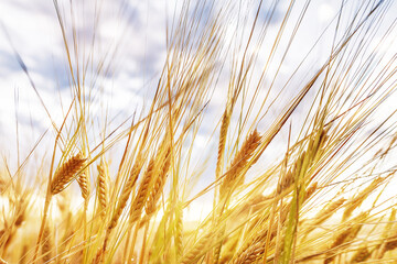 Close up gold wheat field in sunlight