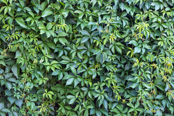 Fototapeta premium Green leaves wall for use as a background.