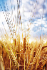 Close up gold wheat field