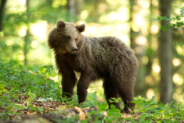 Brown bear looking for food. Bear alone in the forest. European wild nature.