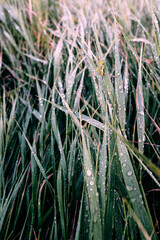 Obraz premium Grasshopper in grass with rain drops