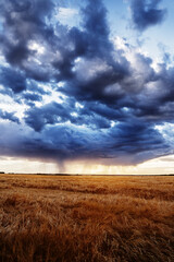 Raining clouds over a gold wheat field