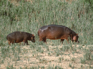 wild Animals - Safari - Big five - Afrika