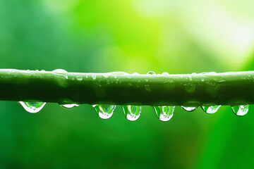 Water droplets that are attached to the plants after the rain