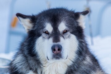 Chien de traîneaux sourit