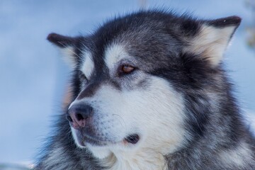 Chien de traîneaux 