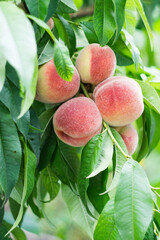 Sweet ripe peaches growing on a peach tree branch, selective focus
