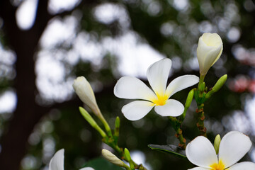 White frangipani flower or plumeria flower blooming on tree on sunset light at summer time.