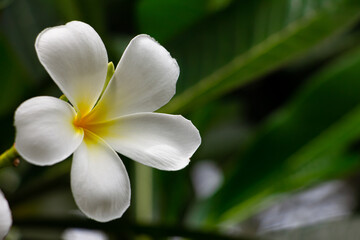 White frangipani flower or plumeria flower blooming on tree on sunset light at summer time.