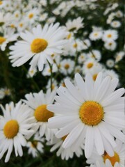 Obraz premium daisies in a field