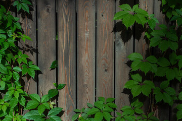 Abstract textured wooden background with frame of naturally growing ivy bushes. Copy space for your text and decoration. Theme of natural backgrounds.